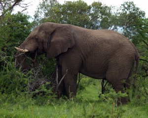 Biggest Animals Ever Recorded