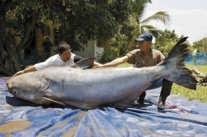 What is the Biggest Fish Ever Caught?