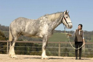 What is the Biggest Horse Breed?