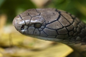 Biggest King Cobra