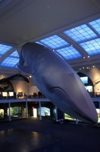 Biggest Mammal Ever