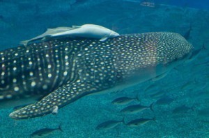 Biggest Ocean Animals