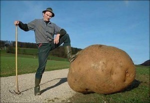 Biggest Potato