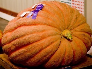 Biggest Pumpkin