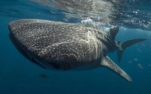 Biggest Shark