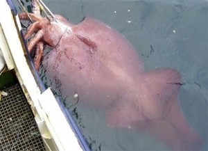 Biggest Squid Ever Caught