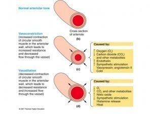Blood Vessels Diameter
