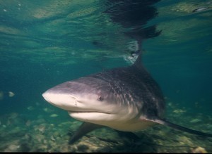 Biggest Bull Shark