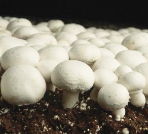 Button Mushroom Sizes