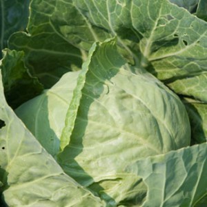 Cabbage Sizes