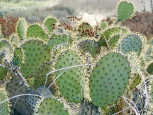 Cactus Sizes