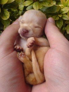 Smallest Puppies