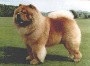 What is the Size of a Chow Chow?