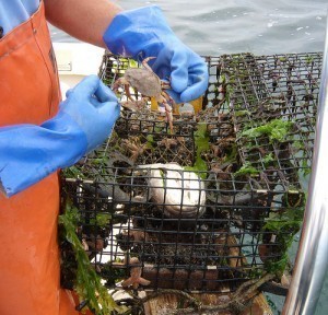 How Big is a Crab Cage?