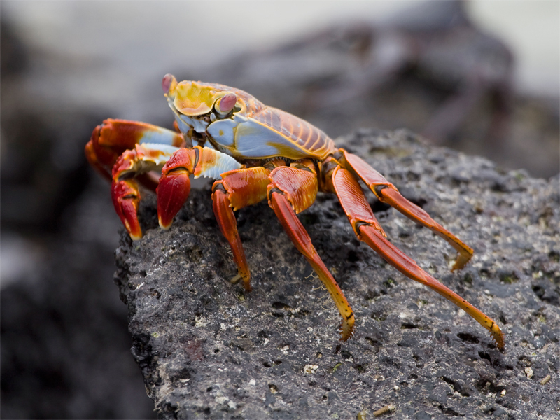 Crab Sizes