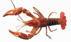 Crayfish Sizes