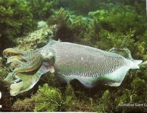 Cuttlefish Sizes