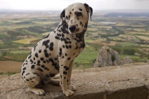 What is the Size of a Dalmatian?