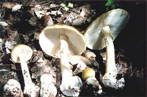 Death Cap Mushroom Sizes