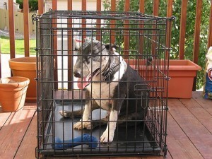 How Big is a Dog Cage?
