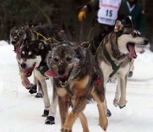 How Big is a Dog Sled Team?