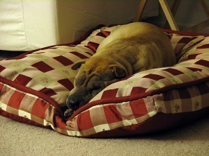 How Big is a Doggy Bed?