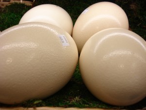 How large is a AA Egg?