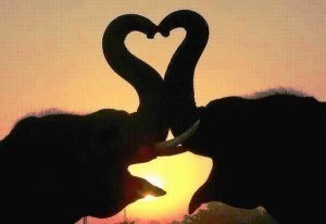 What is the Size of an Elephant’s Heart?