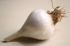 How Big is a Garlic Plant?