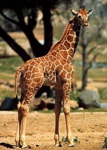 How Tall is a Giraffe?