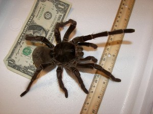 Biggest Spider Ever Caught