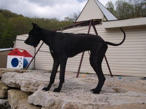 How Big Is a Great Dane