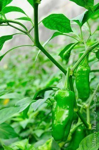 How Big is a Green Pepper Plant?