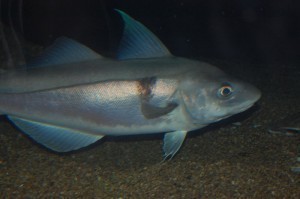 Haddock Sizes