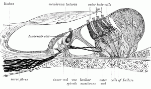 How Small is a Hair Cell?