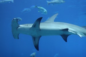 How Big is a Hammerhead Shark