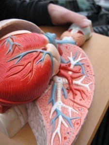 How Big Is Your Heart
