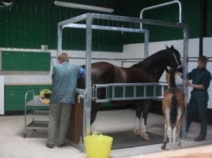 Horse Pregnancy Length