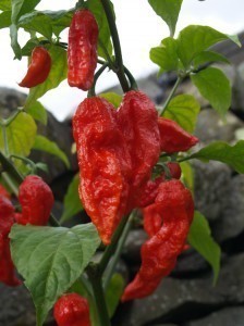 Hottest Pepper in the World