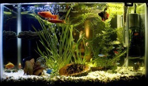 How Big is a 5 Gallon Fish Tank