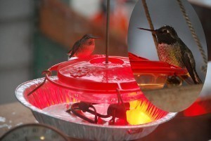 How Big is a Hummingbird Feeder?