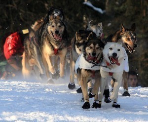 How Long is the Iditarod?