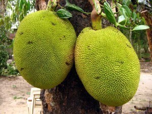 Jackfruit Sizes