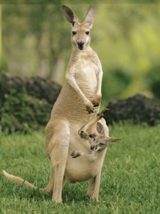 How Big is a Kangaroo Pouch