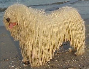What is the Size of a Komondor?