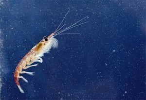 Krill Size Guide