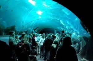 What is the Largest Aquarium?