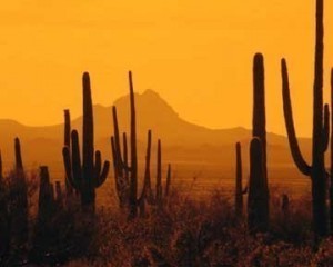 Largest Cactus