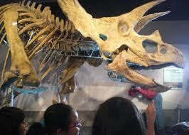 Largest Dinosaur Fossil