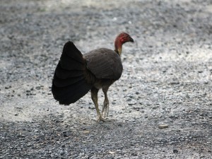 Largest Turkey